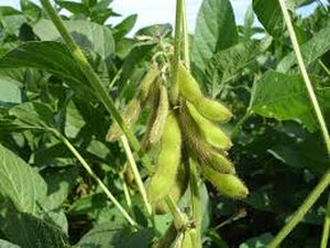 uploads/images/pest/soyabean jassids.jpg